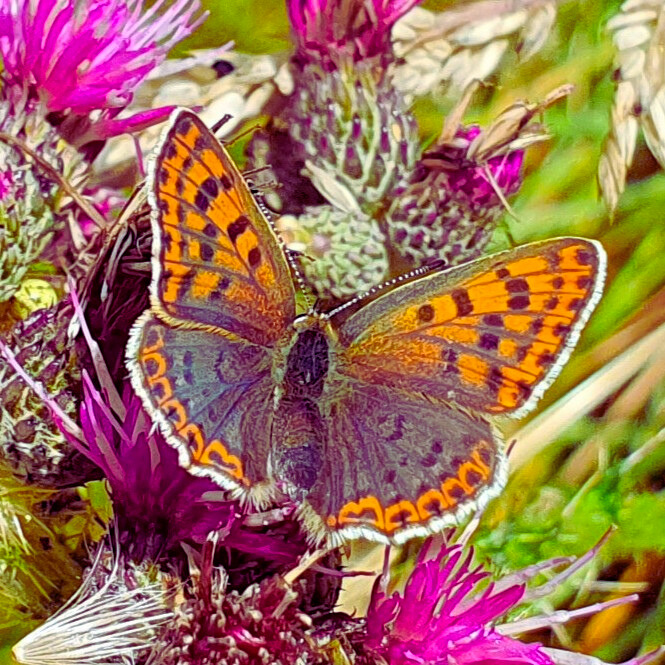 Schmetterling 665x665px bearb Canva